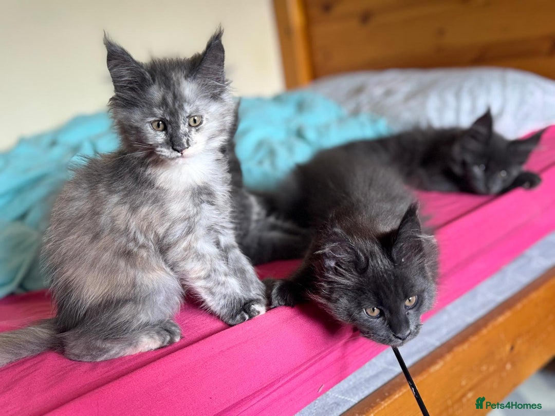 Maine Coon cats for sale: 25% OFF PURE MAINE COONS FROM CHAMPION BLOODLINE! - Image 8