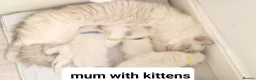 Ragdoll cats for sale: Ragdoll kittens for sale  in Leicester - Advert 2