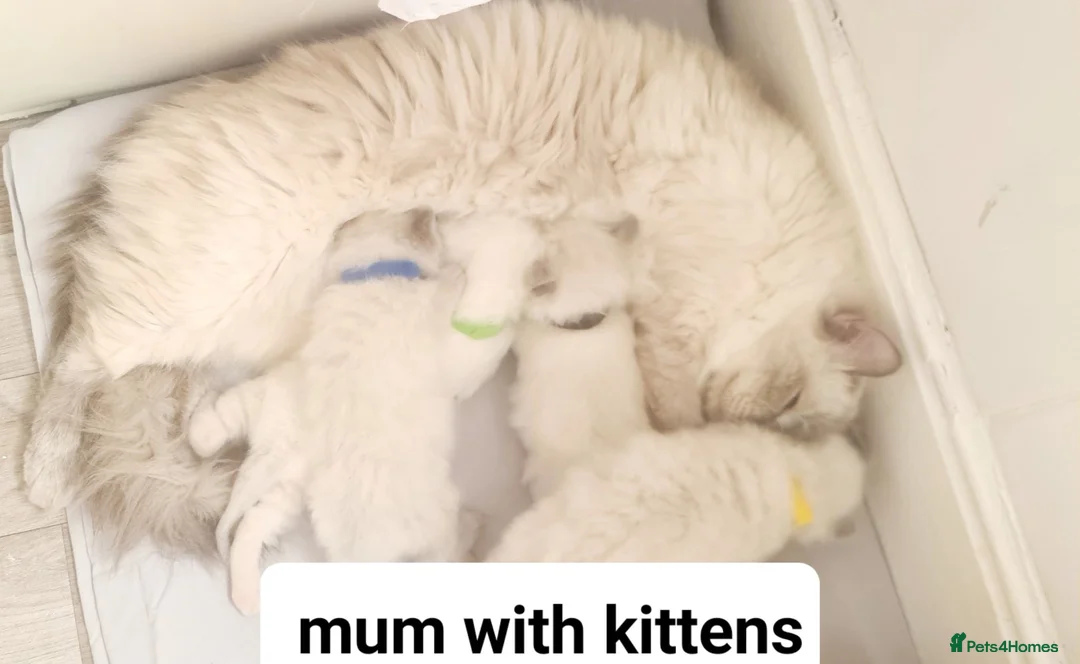 Ragdoll cats for sale: Ragdoll kittens for sale  in Leicester - Advert 2