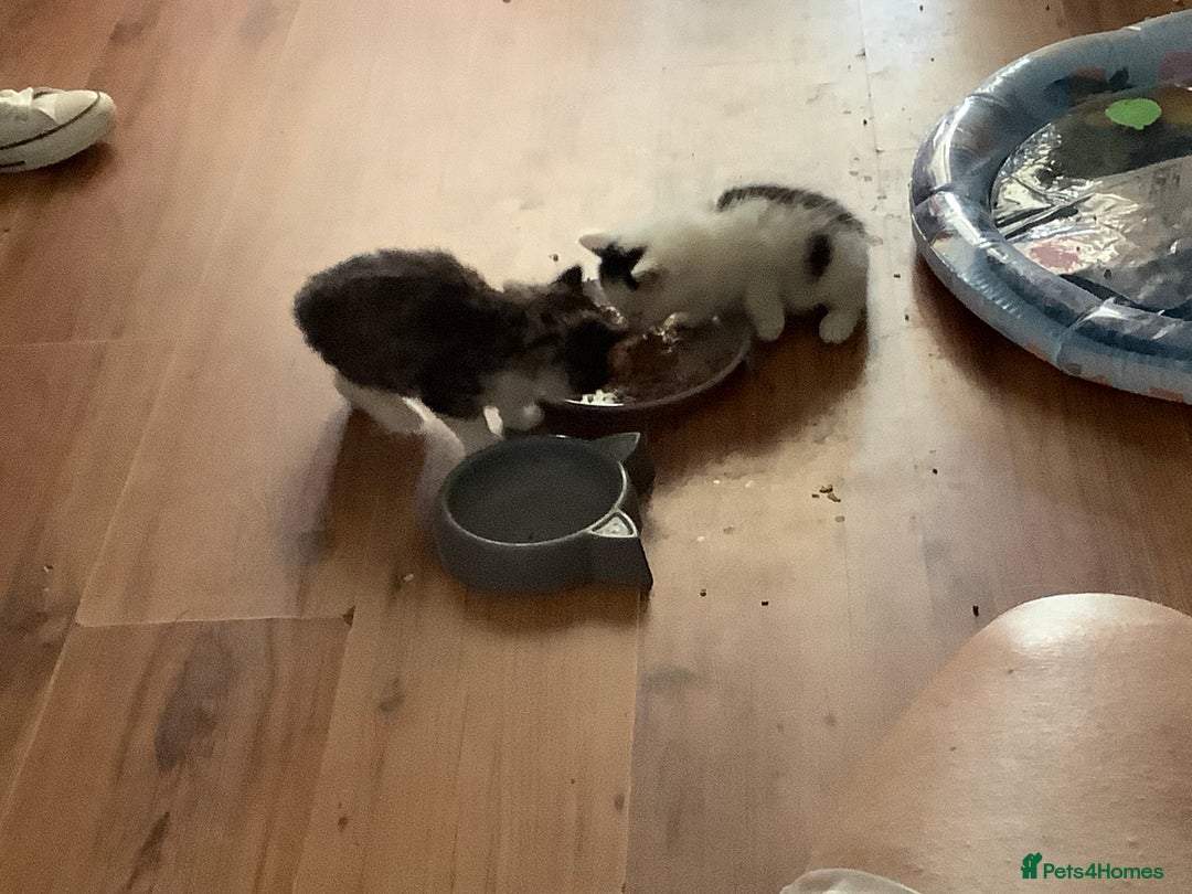 British Shorthair cats for sale: Ready for a loving home now  - Image 25