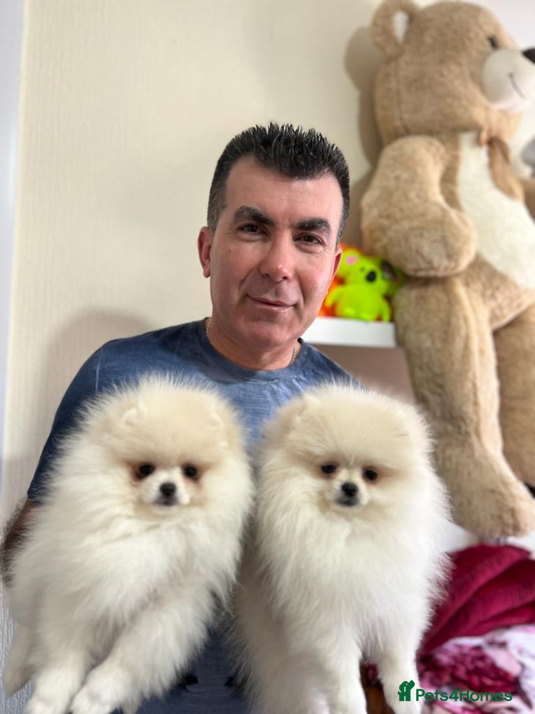 Pomeranian dogs for sale: Adorable Purebred Pomeranian Puppies – Male - Image 6