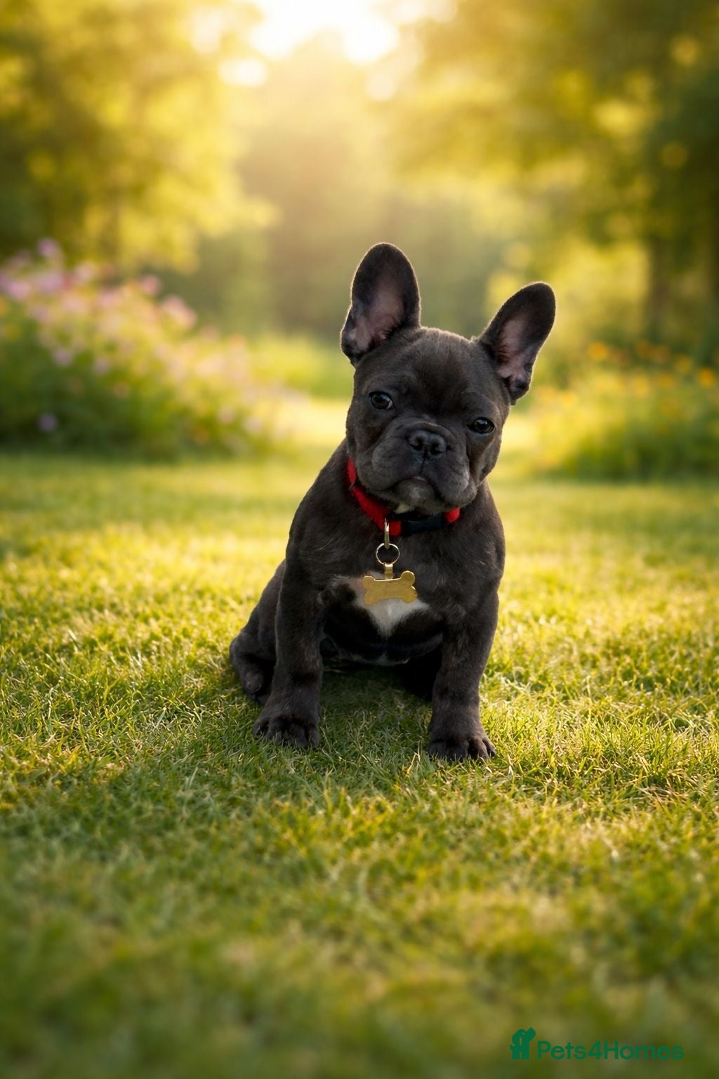 French Bulldog dogs Female french bulldog puppy  - Advert 1