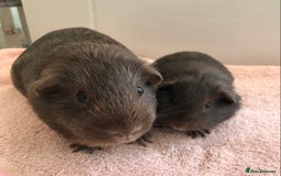 Guinea Pig rodents for sale: Skinny Boar - Werewolf Sow - Sow & Daughter Tweed  - Image 6