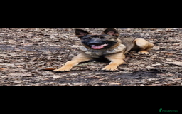 Mixed Breed dogs for sale: Wilson  - Image 2