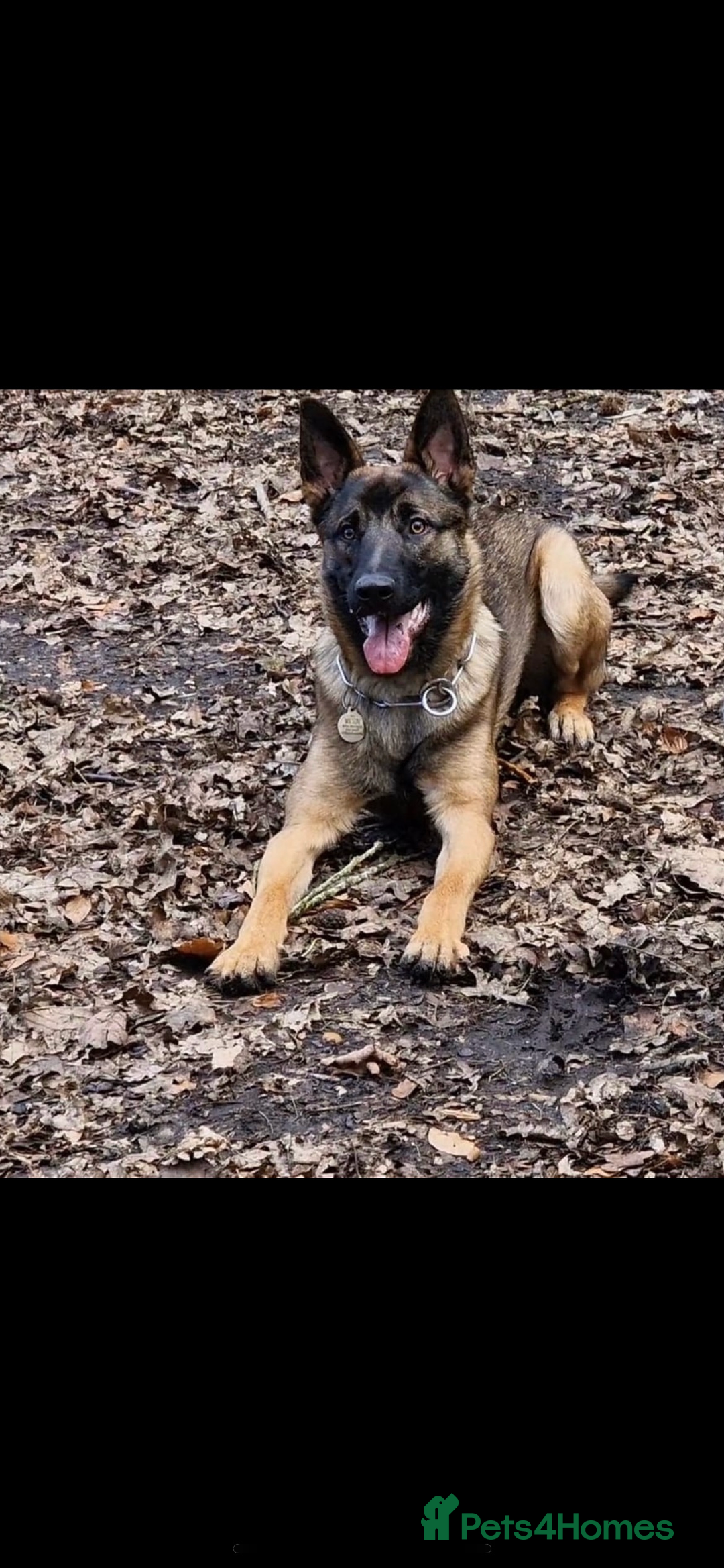 Mixed Breed dogs for sale: Wilson  - Image 2