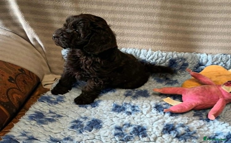 Sproodle dogs - Advert 8