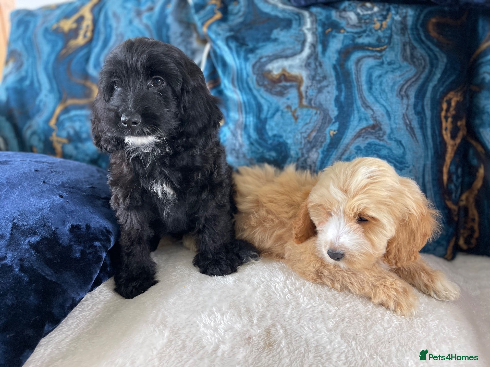 Cockapoo dogs Ready NOW F1 toy cockapoos - Advert 2