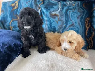 Cockapoo dogs Ready NOW F1 toy cockapoos - Advert 2