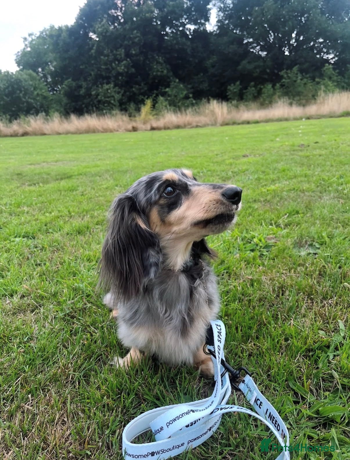 Miniature Dachshund dogs Long hair dachshund  - Advert 2