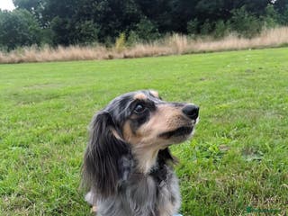 Miniature Dachshund dogs Long hair dachshund - Advert 14