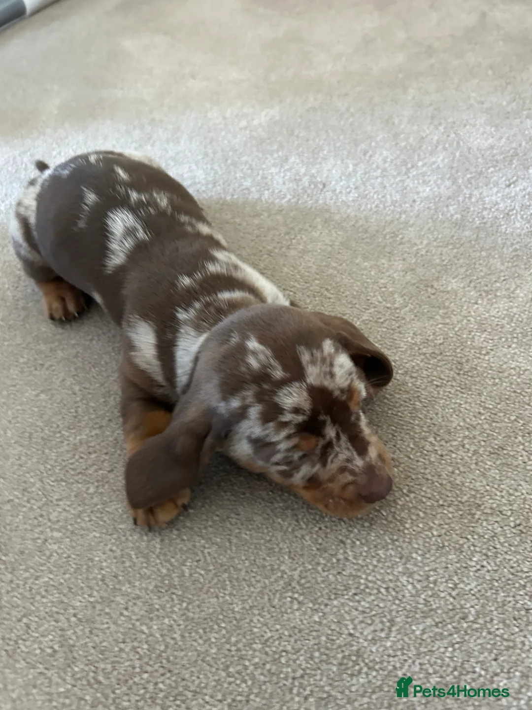 Dachshund dogs for sale: dachshund puppy’s  - Advert 3