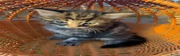 Mixed Breed cats for sale: One boy and one girl left - Longhaired, Kittens - Advert 29