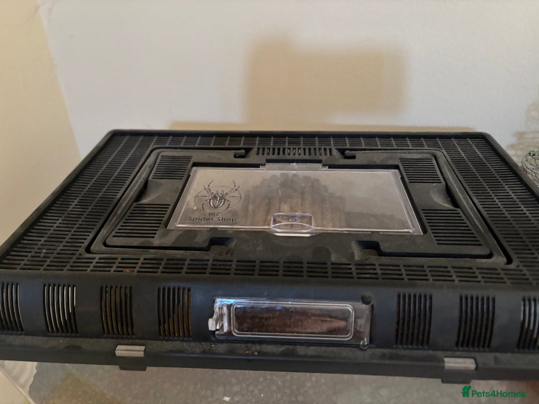 Tarantulas invertebrates for sale: Desert blonde tarantula  - Advert 3