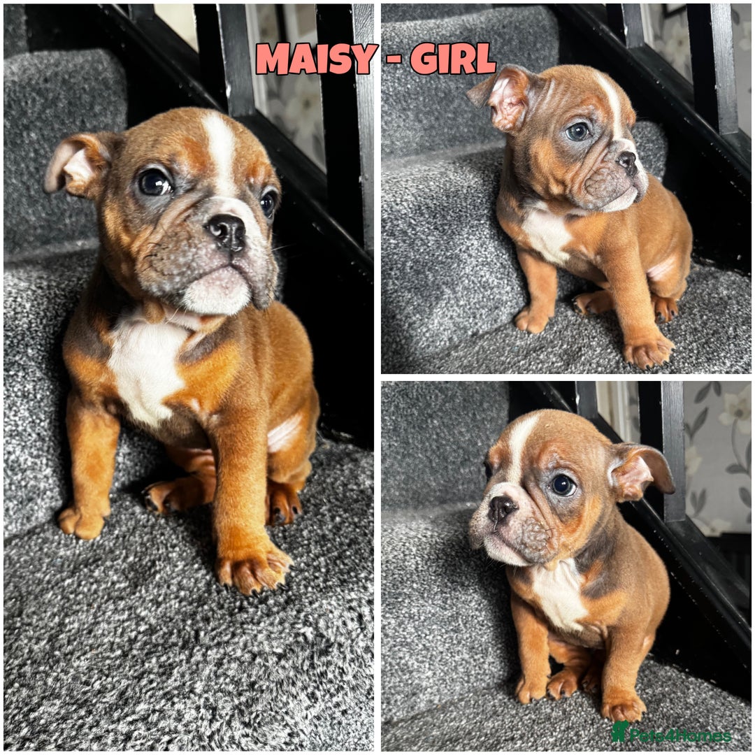 Olde English Bulldogge dogs for sale: 2 LEFT Olde English bulldog pups { READY TO LEAVE} - Image 21