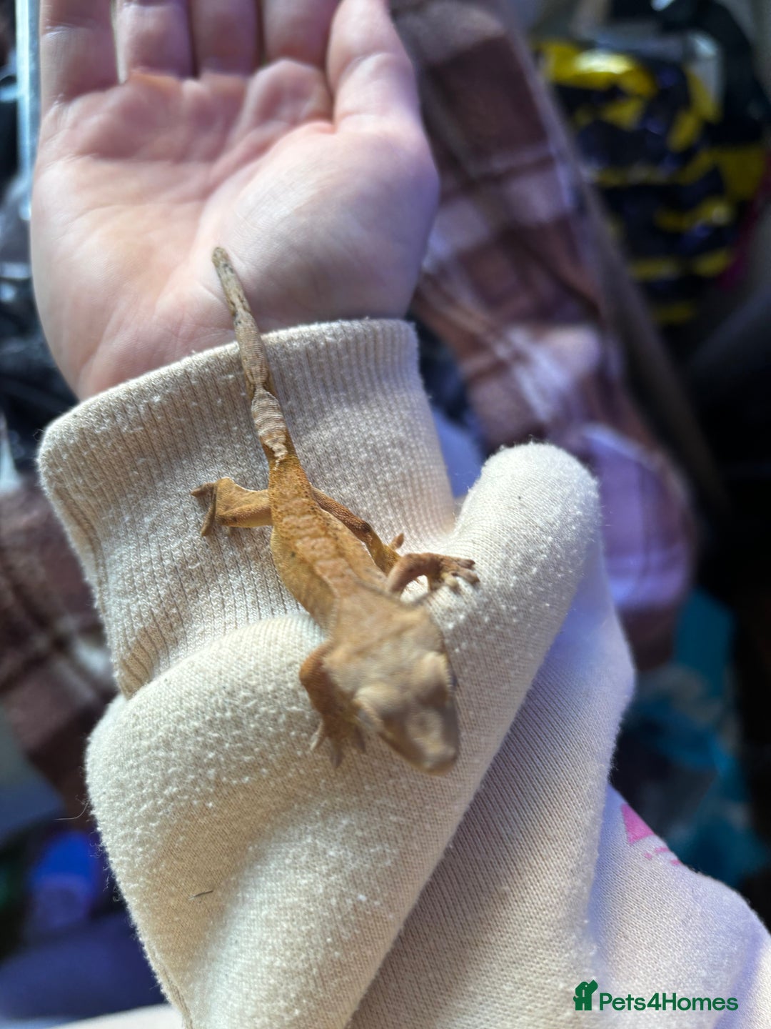 Gecko reptiles for sale: Baby crested geko  - Image 5
