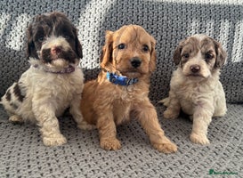 Cockapoo dogs F1 Cockapoo puppies - Advert 3