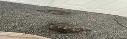 Terrapin reptiles for sale: Yellow belly river terrapins  in Port Talbot - Advert 8