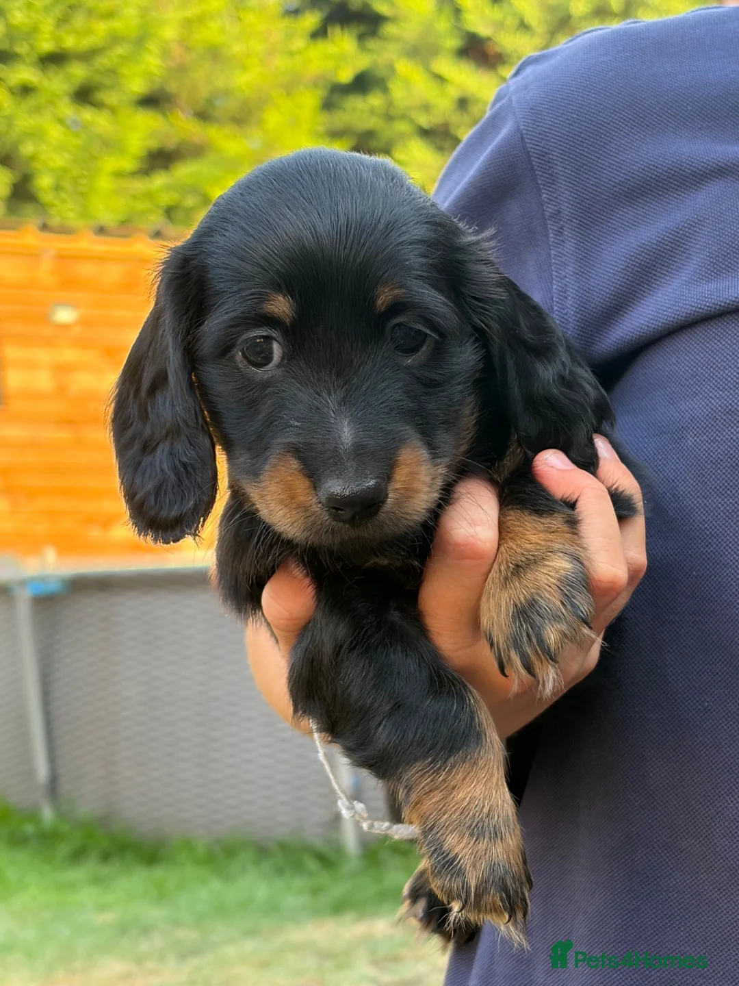 Miniature Dachshund dogs for sale: Miniature dachshund - Advert 23