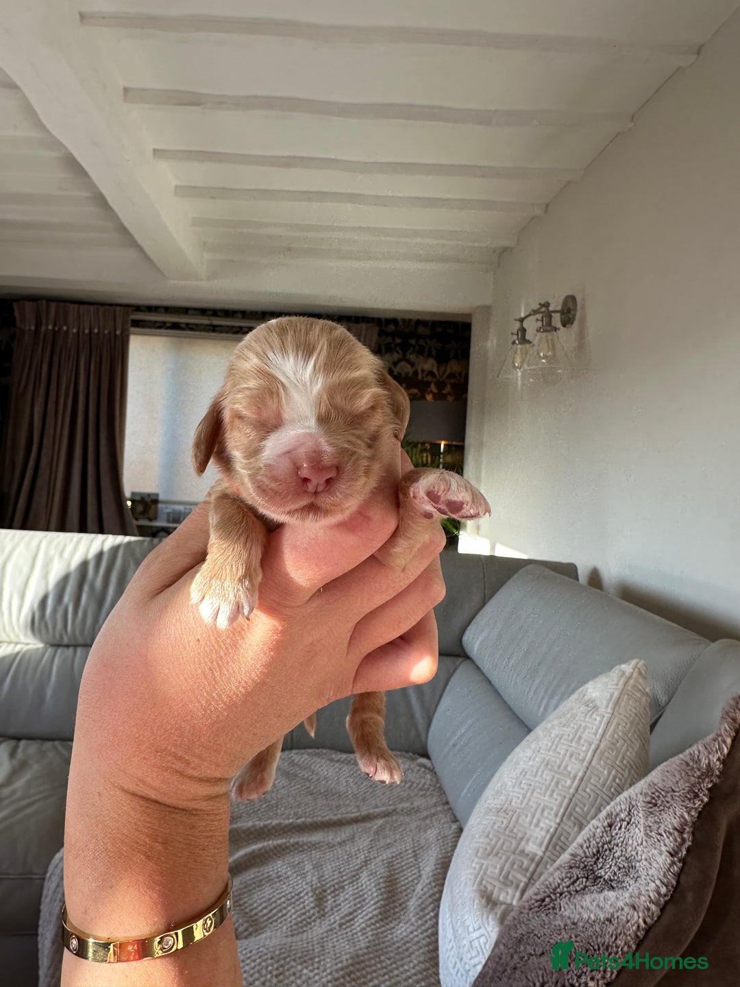 Cocker Spaniel dogs for sale: English show spaniels for sale - Image 8