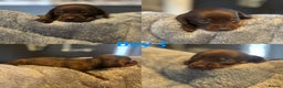 Dachshund dogs for sale: Tweener Dachshund Puppies - Advert 2