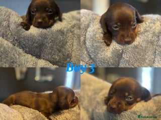 Dachshund dogs Tweener Dachshund Puppies - Advert 3