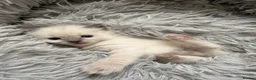 Ragdoll cats for sale: Kitten Ragdoll cat blue point  - Advert 10
