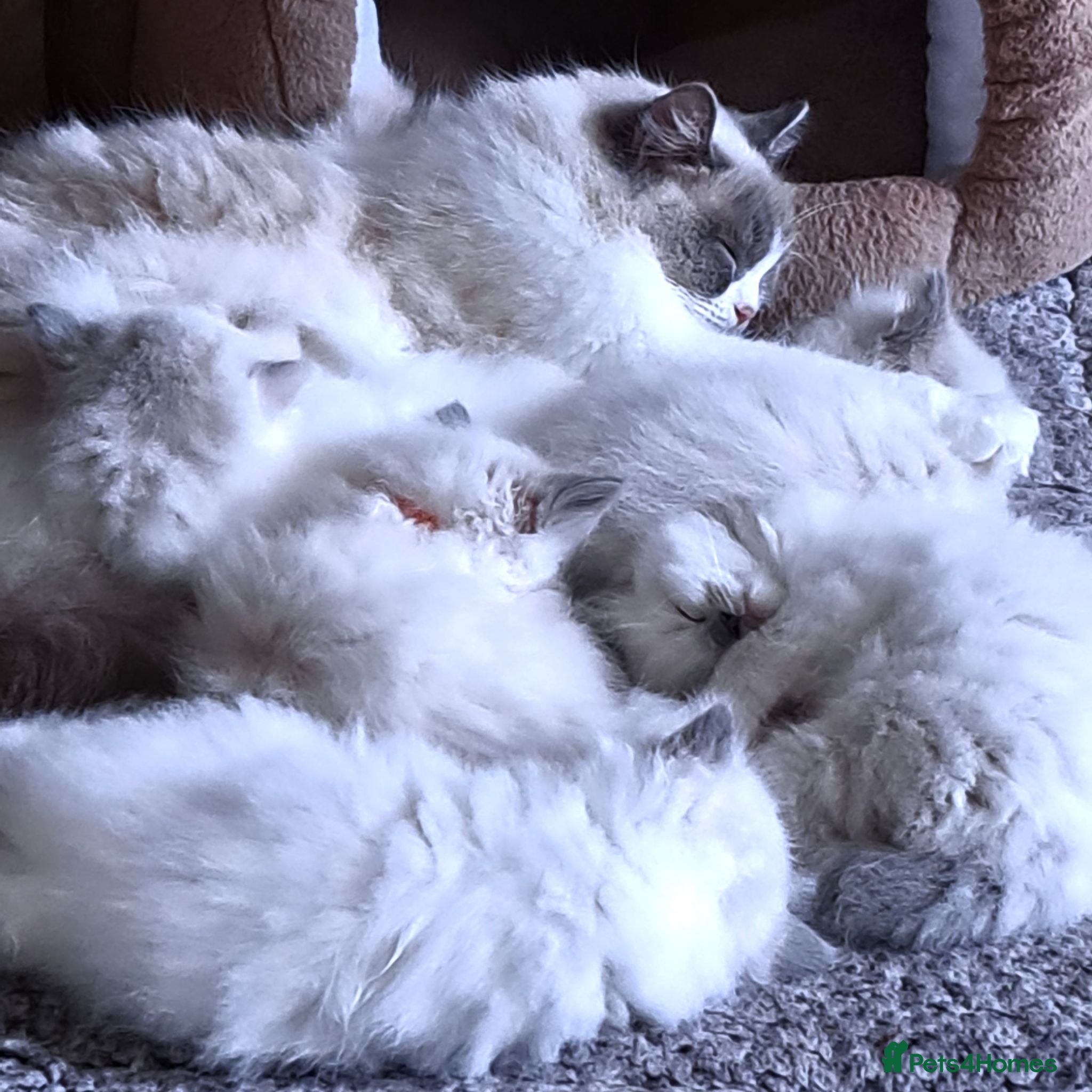 Ragdoll cats GCCF registered Ragdoll kittens 🐈  - Advert 1