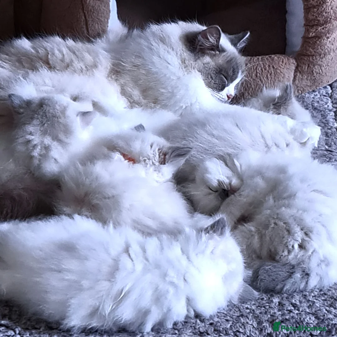 Ragdoll cats for sale: GCCF registered Ragdoll kittens 🐈  - Advert 2