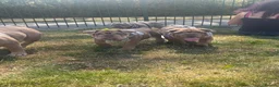 English Bulldog dogs for sale: 2 handsome pedigree english bulldogs for sale   in Crewe - Advert 1