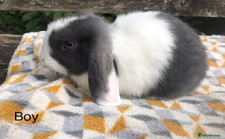 Mini Lop rabbits - Advert 2