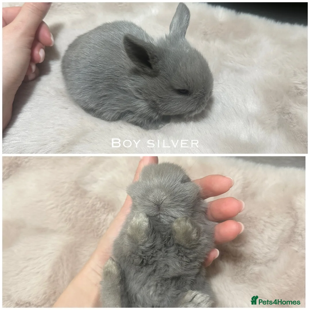 Mini Lop rabbits for sale: Beautiful Mini Lops for Sale  - Advert 6