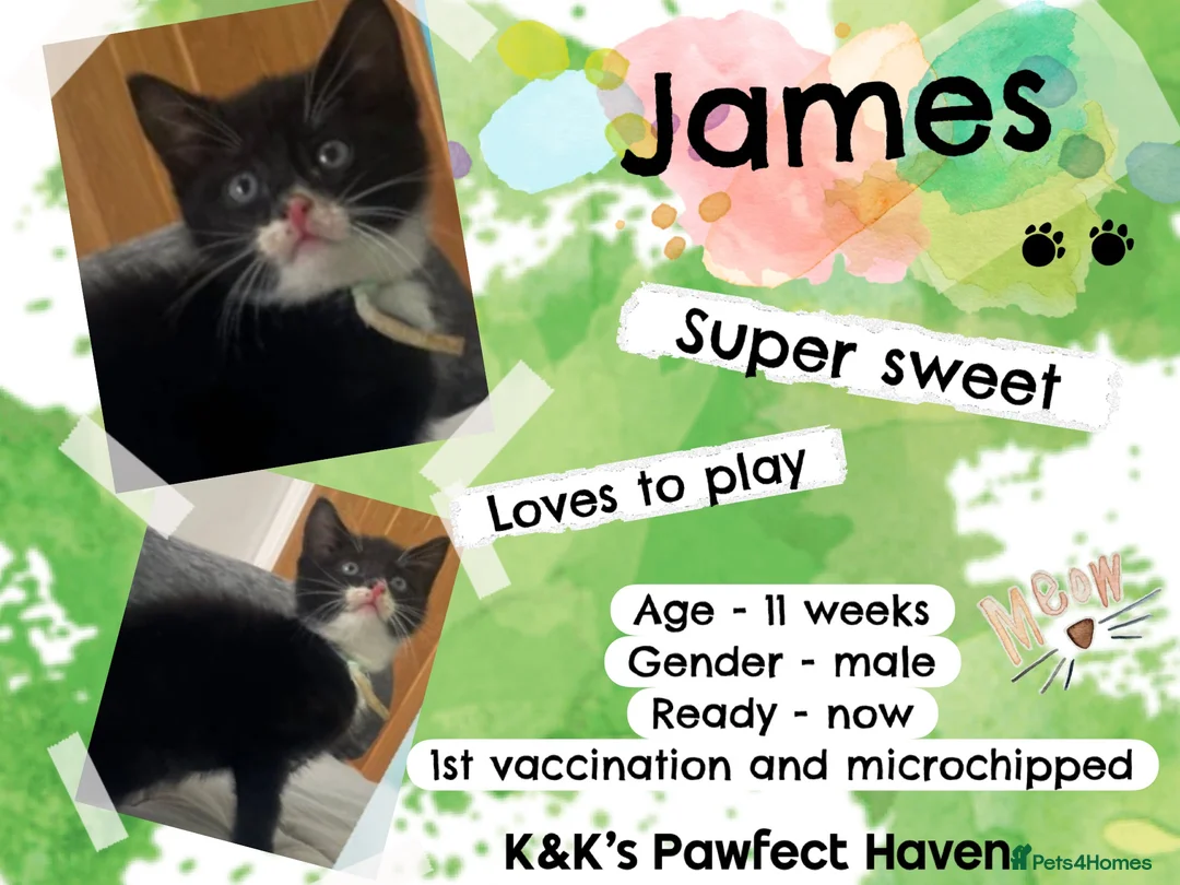Domestic Shorthair cats for sale: Kittens & cats for adoption  - Advert 24