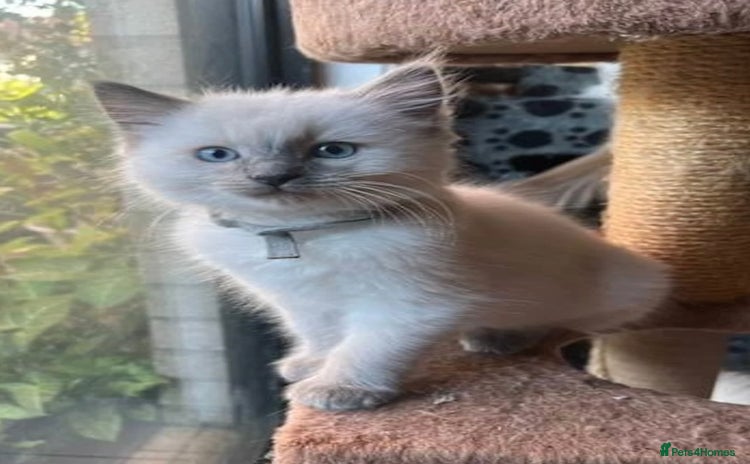 Ragdoll cats - Advert 1