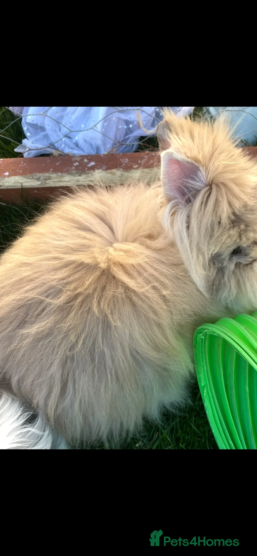Lionhead rabbits for sale: Double maned lionheads - Advert 1