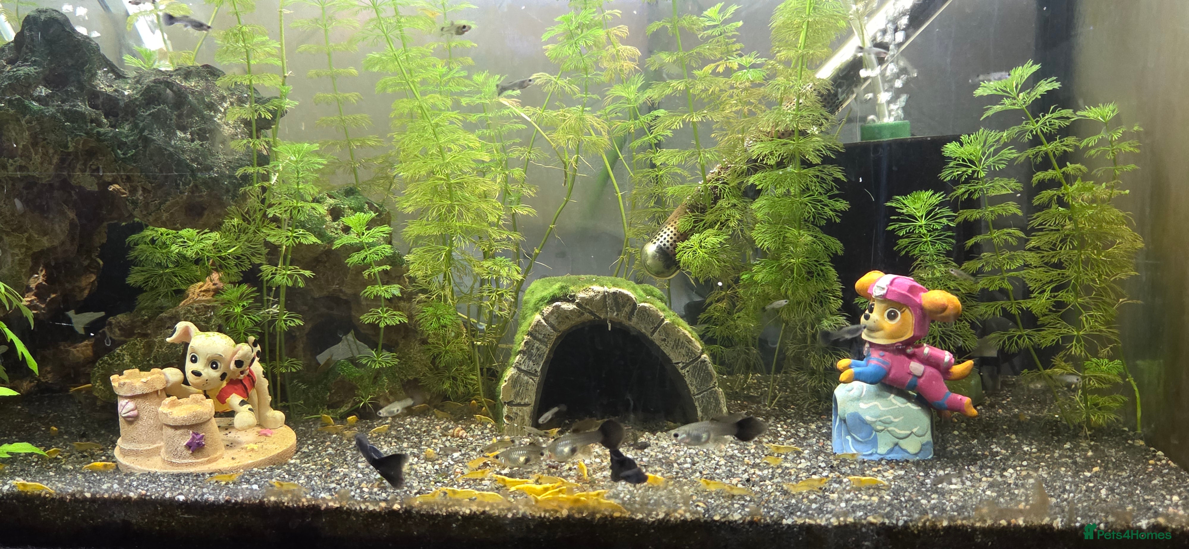 Shrimps fish 2x fully stocked shrimp and guppy tanks - Advert 1