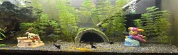 Shrimps fish for sale: 2x fully stocked shrimp and guppy tanks - Advert 1