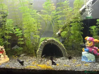 Shrimps fish 2x fully stocked shrimp and guppy tanks - Advert 5