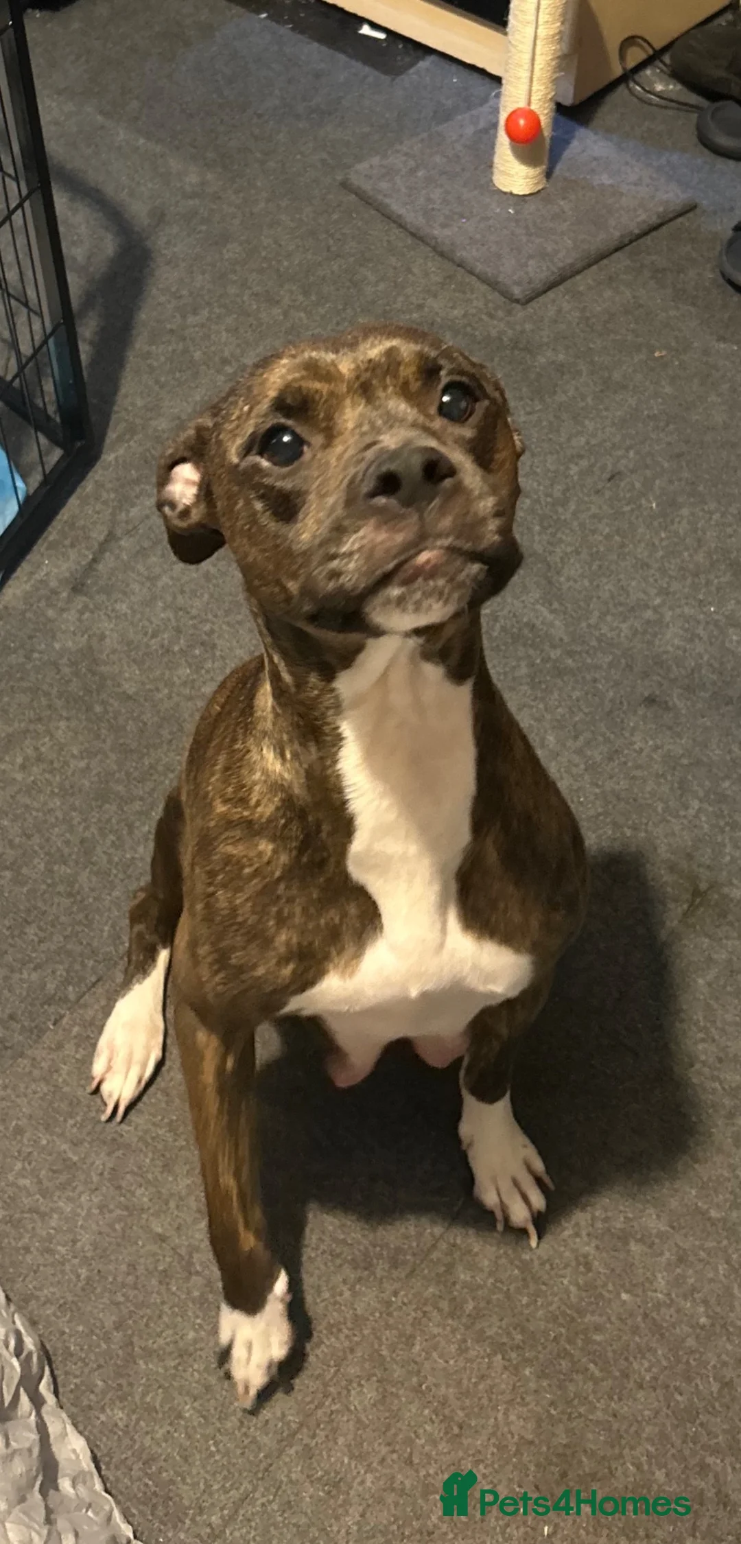 Mixed Breed dogs for sale: Staffy x bully  - Advert 2
