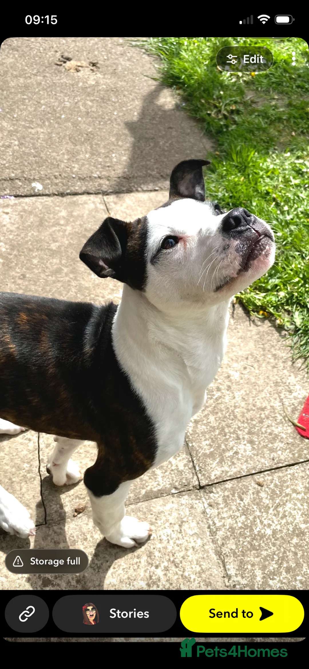 Staffordshire Bull Terrier dogs for sale: Staffie puppy  in Carlisle - Advert 1