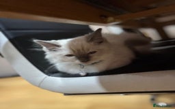 Ragdoll cats for sale: 2 male ragdolls for sale  - Advert 2