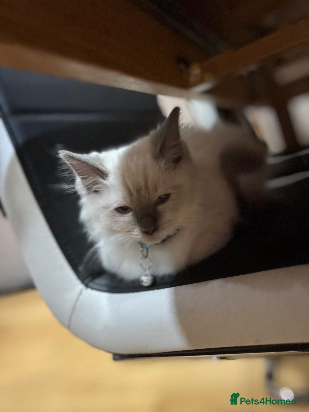 Ragdoll cats for sale: 2 male ragdolls for sale  - Advert 2