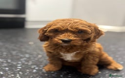 Cavapoo dogs for sale: Red F1B Cavapoos available one boy one gorl - Image 3