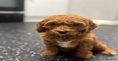 Cavapoo dogs - Advert 5