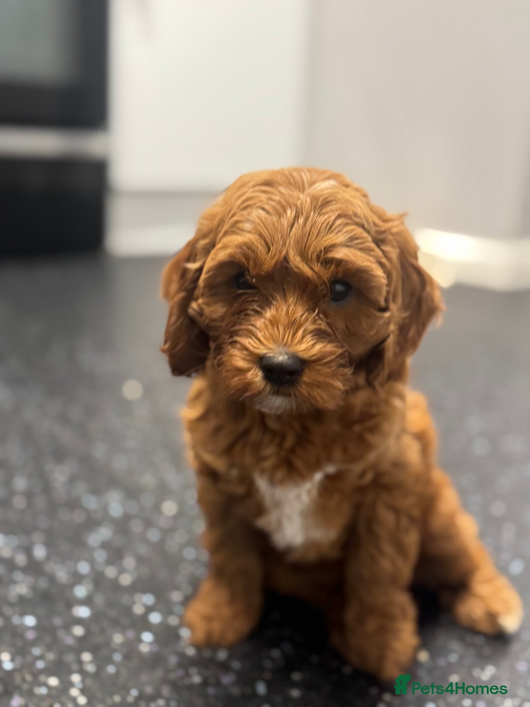 Cavapoo dogs for sale: Red F1B Cavapoos available one boy one gorl - Image 3