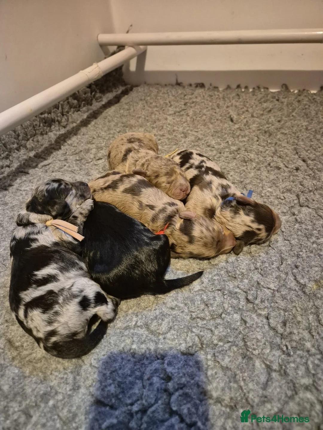 Cavapoo dogs for sale: F1b Health tested Phantom chocolate Merle Cavapoo - Advert 7