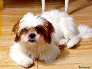 Shih Tzu dogs Shih tzu puppies - Advert 4