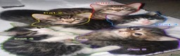 British Shorthair cats for sale: 5 Beautiful Kittens Available End Of June - Advert 13