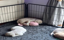 Golden Retriever dogs for sale: KC Reg Golden Retriever Pups - CHAMPION Bloodlines - Image 27