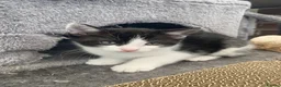 British Longhair cats for sale: 1 little girl left. Domestic long-hair  - Advert 3