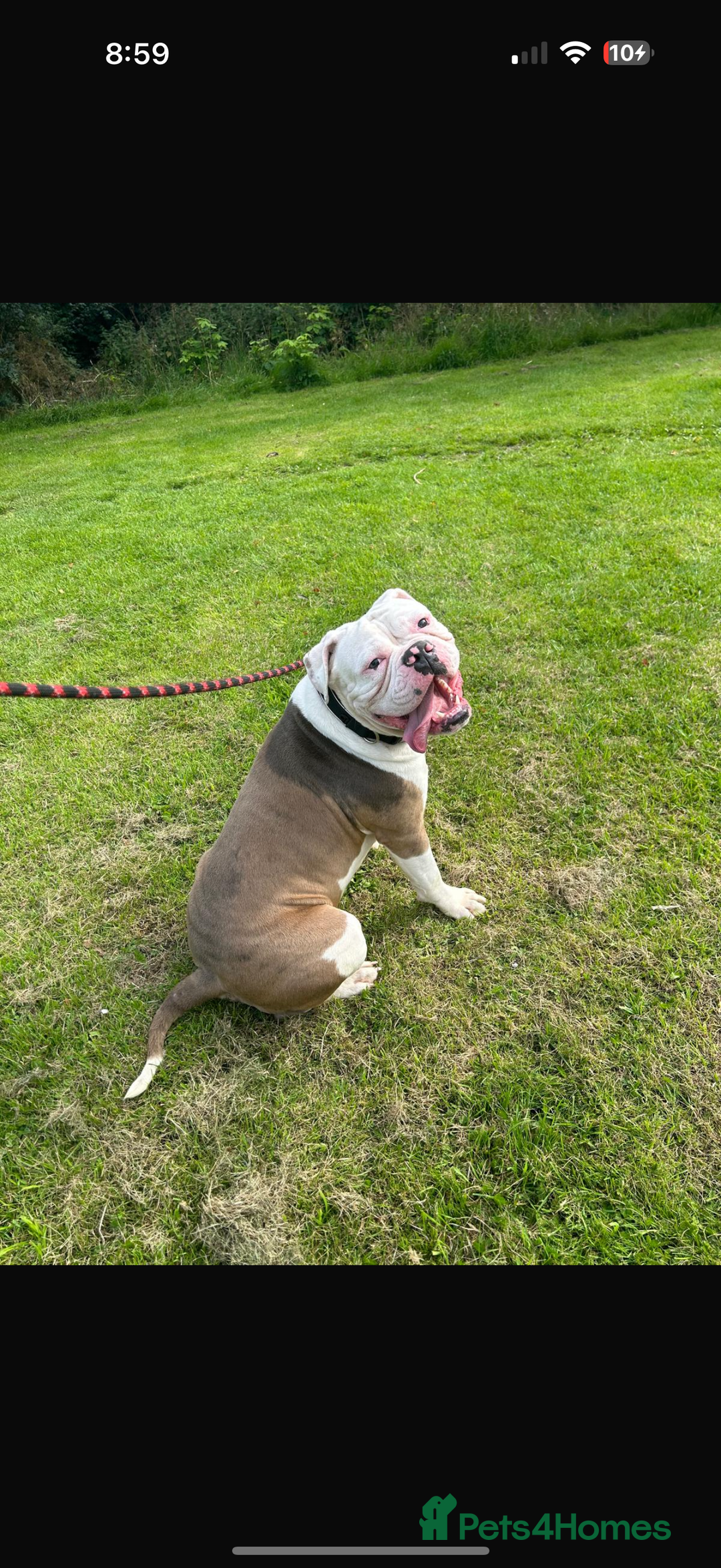Olde English Bulldogge dogs for sale: Olde English bulldogs - Image 14